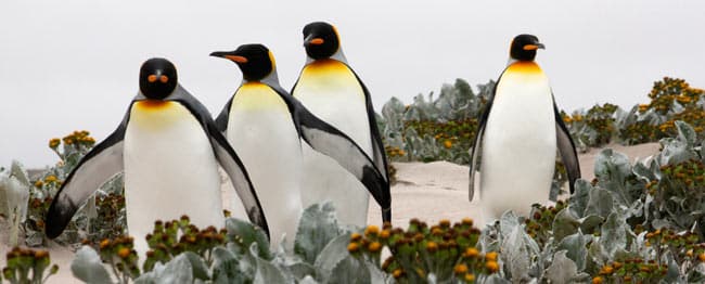 Photo of 4 Penguins